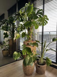 Monstera przy oknie